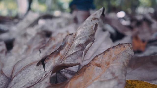 Cocoa Harvest ASMR смотреть онлайн
