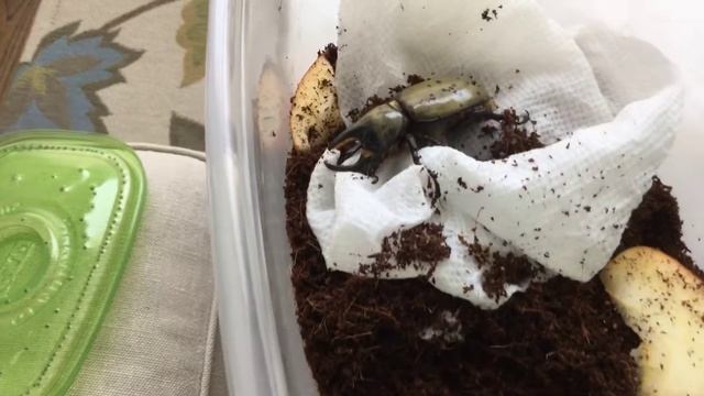 New Western Hercules beetle смотреть онлайн