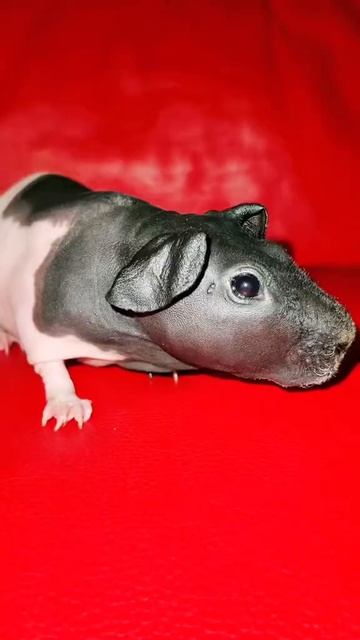 Кыця чуть не съела лысую свинку Guinea pig смотреть онлайн