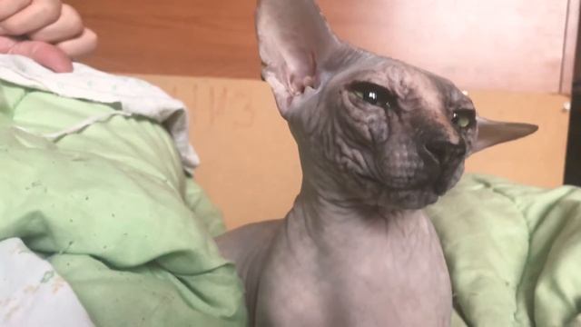 Чешу лысую кошку за ушком смотреть онлайн