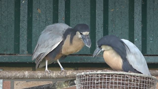 Boat-billed Herons смотреть онлайн
