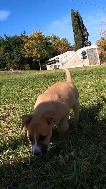 Очень быстрый щенок. Видео для приюта собачек 🐾 смотреть онлайн