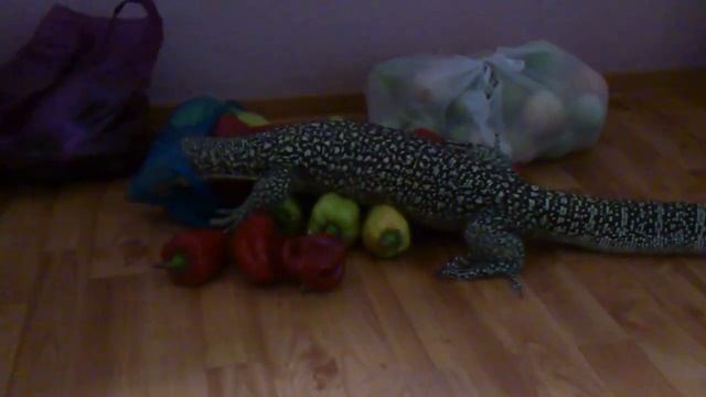 Varanus melinus (male) and vegetables смотреть онлайн
