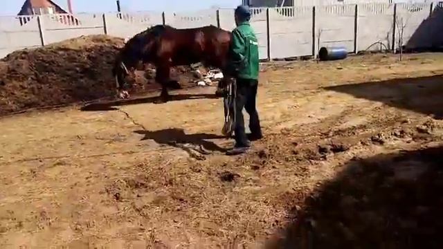 жеребец на продажу 3 года смотреть онлайн