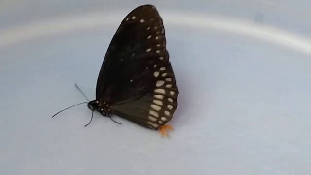 Euploea core, the common crow Butterfly with hair pencil visible смотреть онлайн