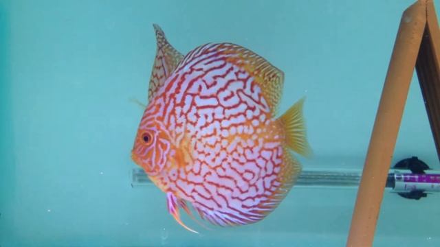 DISCUS TIGER RED MAP IN NZ смотреть онлайн