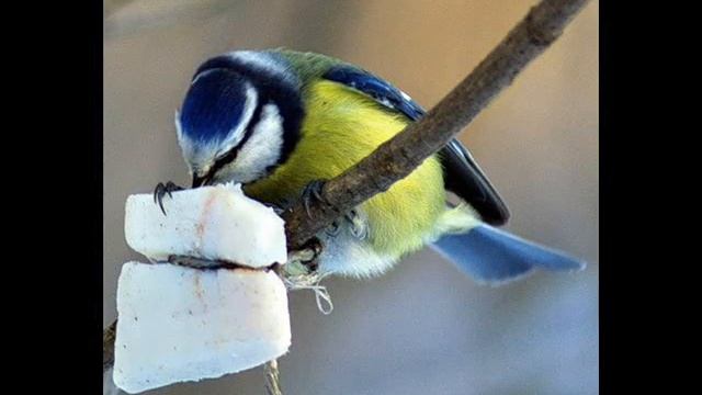 барбарики смотреть онлайн