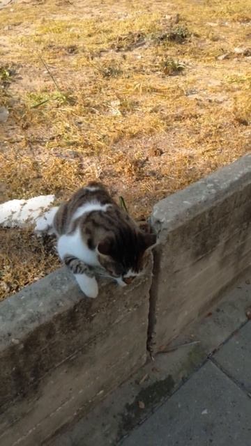 Разговоры про котиков. Кот со шрамами на лице мяукает. Кот с повреждением хвоста. Cute cats meowing смотреть онлайн