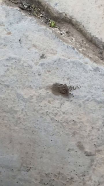 Horse hair worm is also dead смотреть онлайн