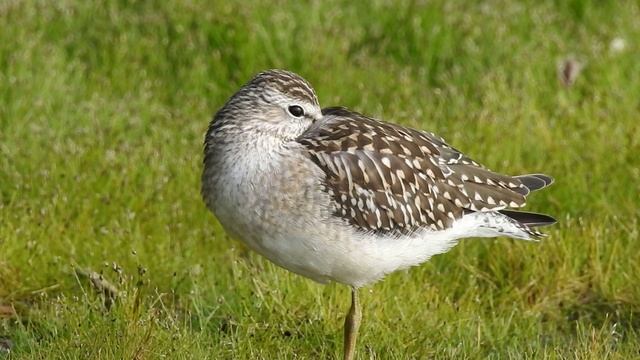 Несколько минут из жизни фифи смотреть онлайн