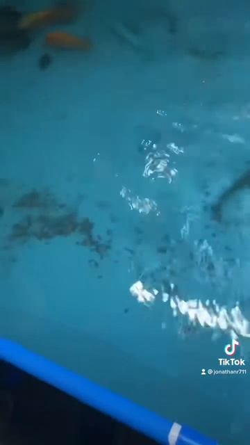 Alligator gars and arrowanna eating live mice !! Enjoy смотреть онлайн