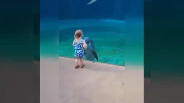 Какое удивительное зрелище! Наблюдать за дельфином, который так легко плавает в воде, захватывает.. смотреть онлайн