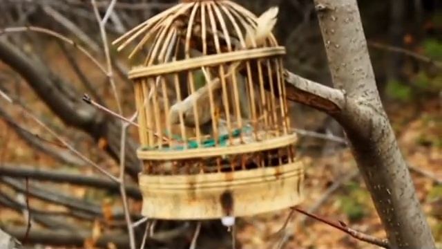Forest смотреть онлайн