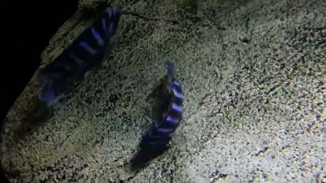 Chindongo Demasoni breeding смотреть онлайн