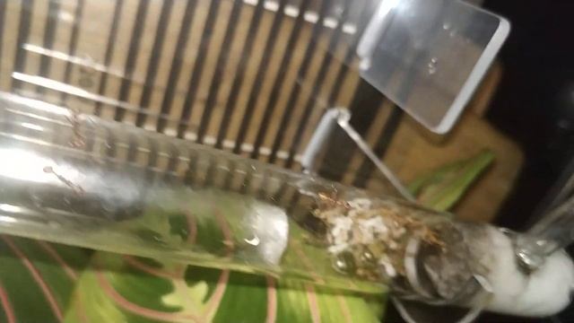 Экофил стало побольше . Перешли рубеж в 20 рабочих . Штук под 25-30 смотреть онлайн