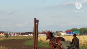 Рабочие моменты. Уфимский конный завод 119.