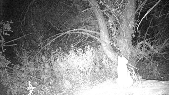 Степной кот_2