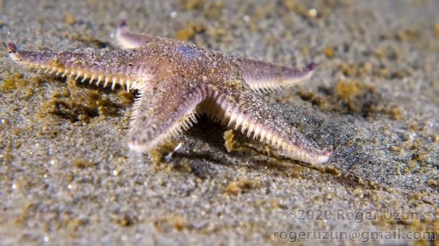HDObservations : Spiny Sand Star (4K UHD) смотреть онлайн
