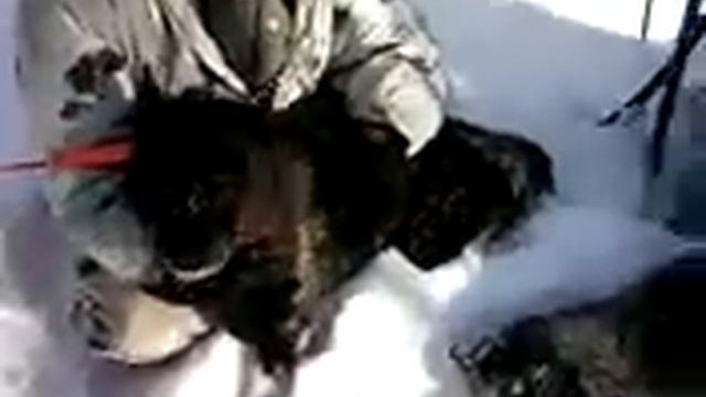 25 12 11 саян секач смотреть онлайн