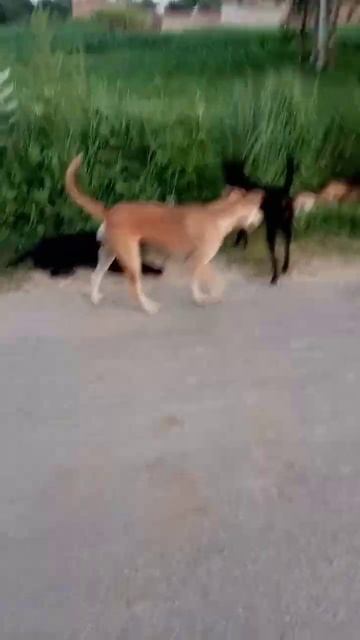 sexy dog which sexy wow😂😂😘🐕🐶 смотреть онлайн