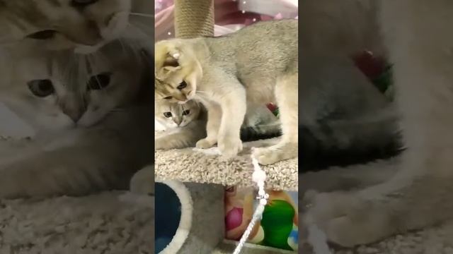 мальчики-красавчики смотреть онлайн