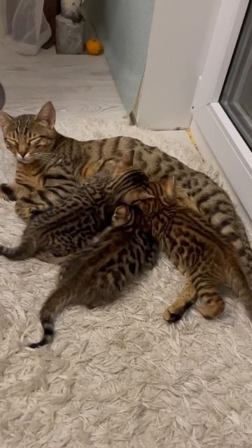 Котята Саванна смотреть онлайн