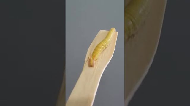 Largata Dragão - Opsiphanes cassiae смотреть онлайн