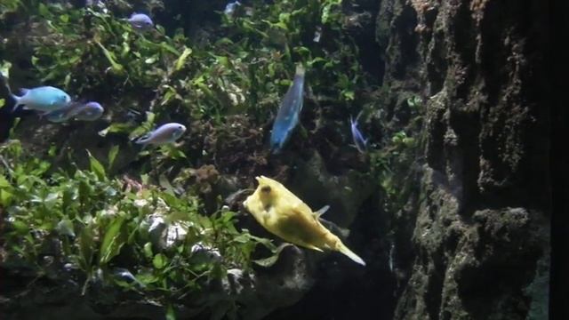 Poisson vache смотреть онлайн