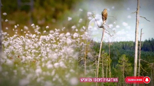 Magnificent predator || sea eagles || birds of prey смотреть онлайн