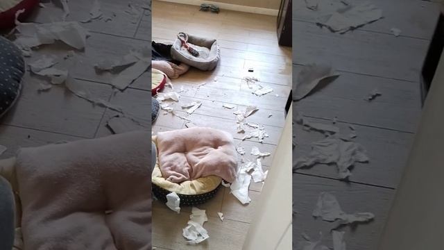 НЕ ВСТРЕТИЛИ СОБАКИ= к уборке #пудель #puppy #щенки #собака #тойпудель #любовь #ркф #pets #топ #юмо смотреть онлайн