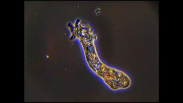 Ameba P.A.C.O. amoeba смотреть онлайн