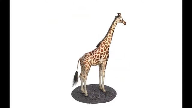 Giraffe animal 3d model смотреть онлайн