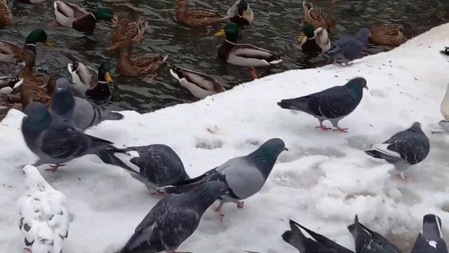 Утки и голуби зимой в Саржином Яру смотреть онлайн