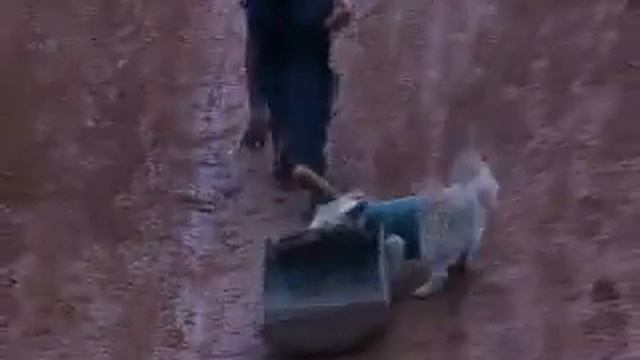 O MELHOR AMIGO DE LANO