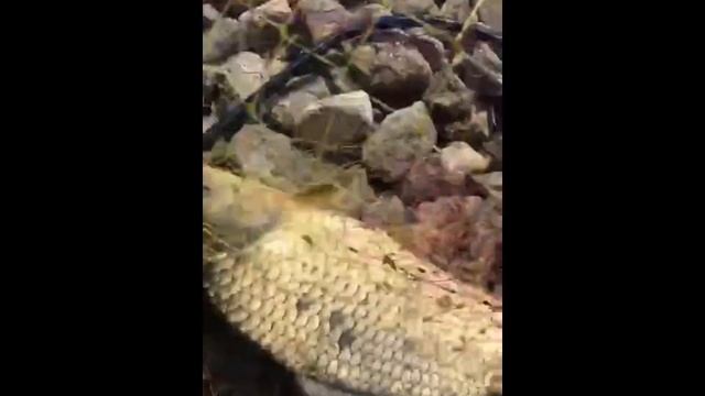 Карп красавчик! смотреть онлайн