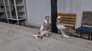 Андижанский высоко Летные Бойни Голуби