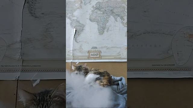 Спящий Котэ смотреть онлайн