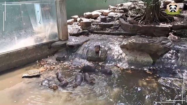 Wild Animal Sounds In Nature: Squirrel, Peacock, Giraffe, Mouse, Koala | Animal Moments смотреть онлайн