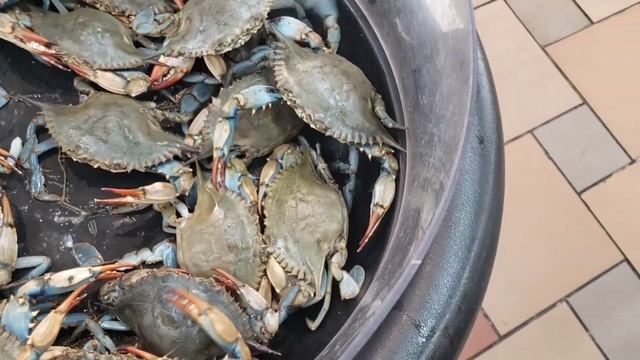 Blue crab in Seafood city Concord смотреть онлайн
