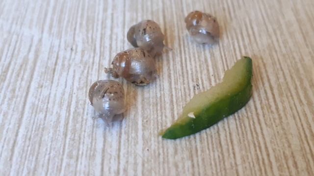 улитята🐌🐌🐌🐌🐌🐌2 смотреть онлайн