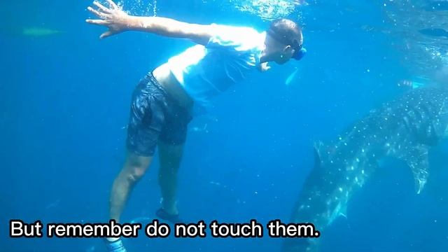 Oslob, Whale Shark Watching and Swimming Adventure смотреть онлайн