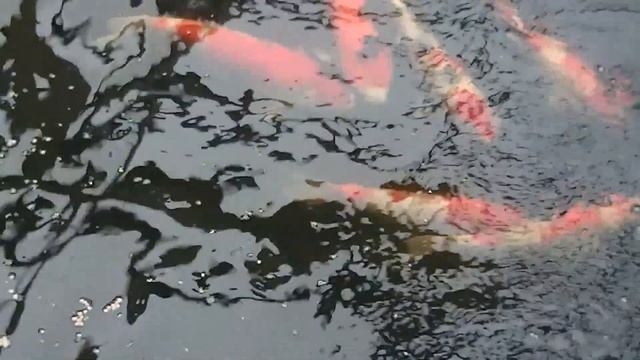 Мои карпы кои 08.11.2013 (обзор) смотреть онлайн