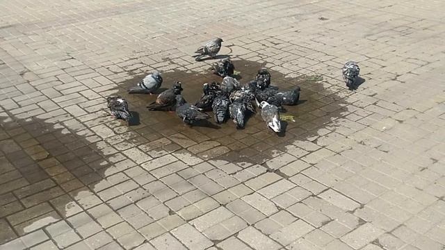 Голубиный пляж/pigeon beach/plage aux pigeons/Taube Strand/ смотреть онлайн