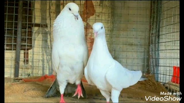 How to differentiate Tara - Homer - Naati pigeons | Tara vs Homer vs Naati | Tara | Homer pigeons смотреть онлайн
