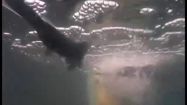 Sustainable Paddlefish Aquaculture смотреть онлайн