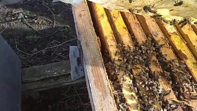тестовоя группа племенных пчелосемей смотреть онлайн