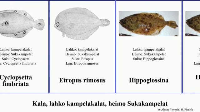 Kala, lahko kampelakalat, heimo Sukakampelat paralichthys citharichthys fish sinensis olivaceus смотреть онлайн