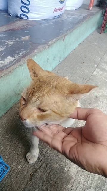 Charming Cat смотреть онлайн