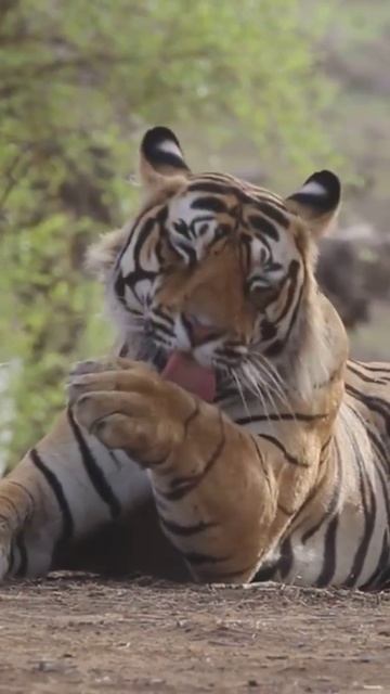 Ranthambore Zone 2 Male Tiger #ranthambore #wildlife #tiger #safari #wildlifephotography смотреть онлайн