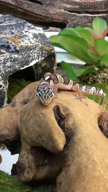 eublepharis macularius смотреть онлайн